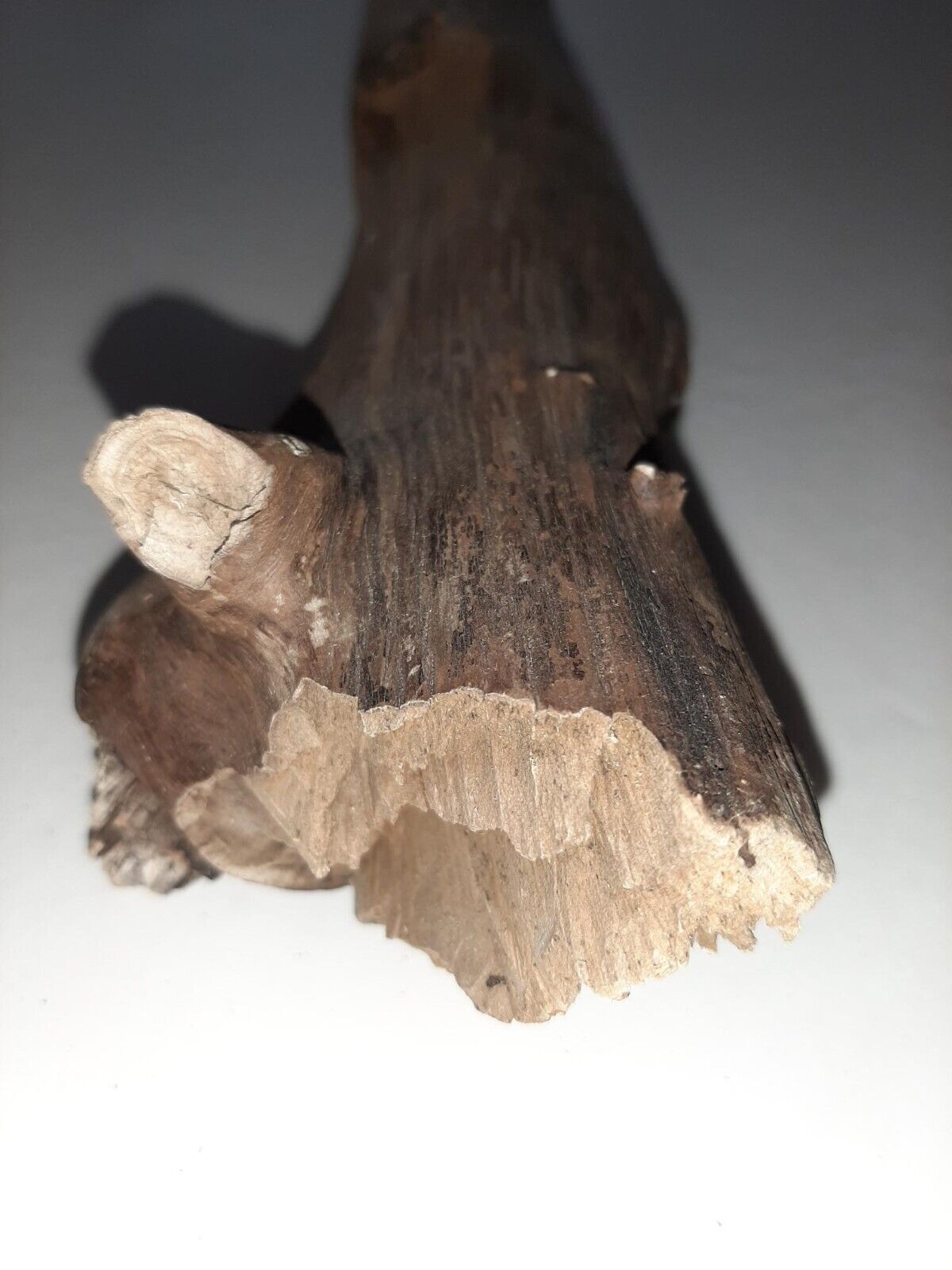 Driftwood from the Oregon Coast for Aquariums Terraniums Reptile Decor Decoratio