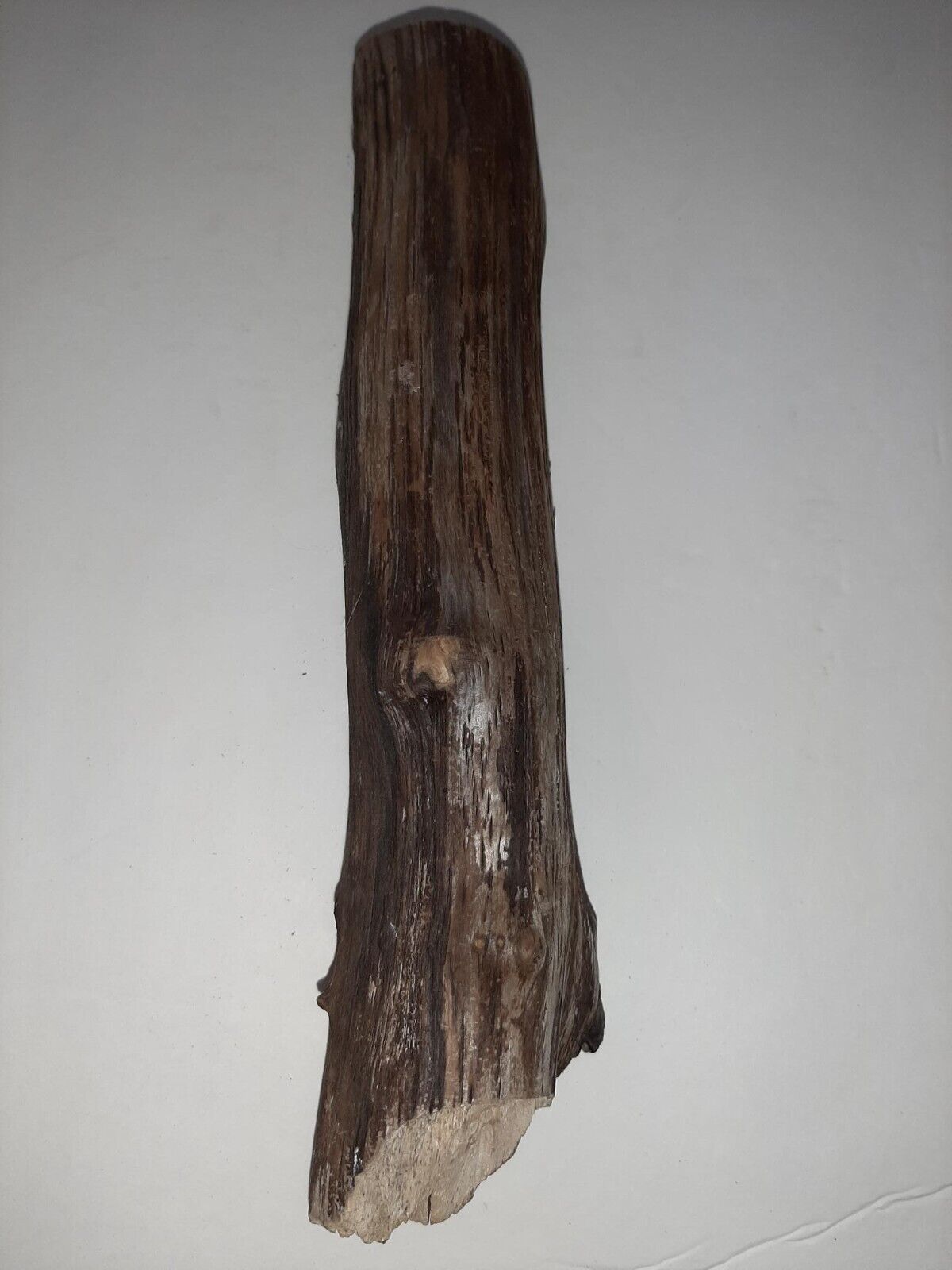 Driftwood from the Oregon Coast for Aquariums Terraniums Reptile Decor Decoratio