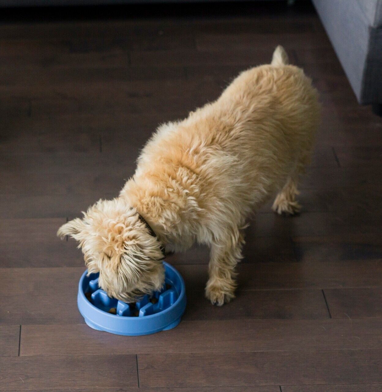 Outward Hound Fun Feeder Slo Bowl Dog Bowl Slow Fun Healthy Eating