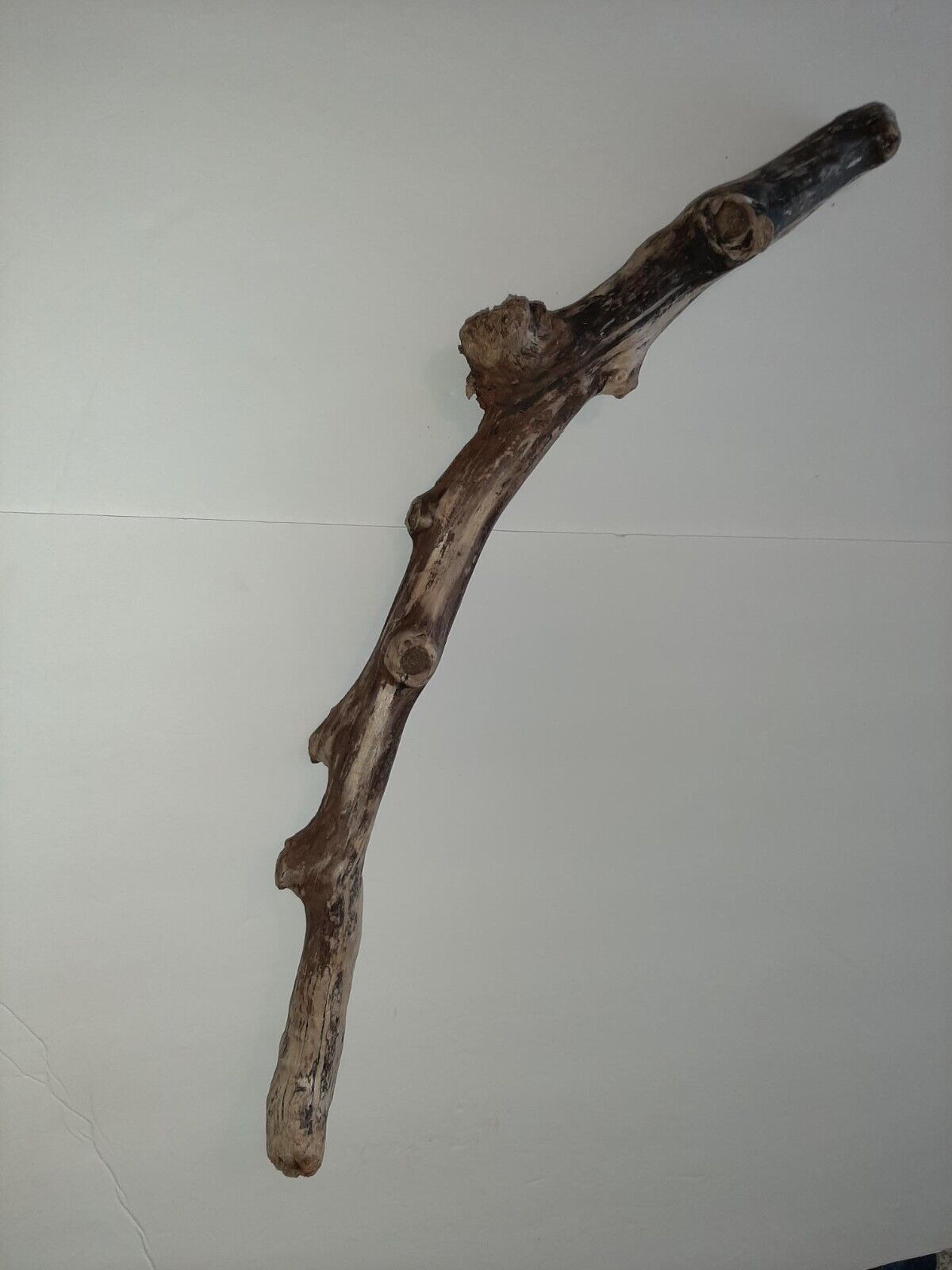 Oregon Coast Driftwood Yachats Oregon 27.5 " Aquariums Reptile Decor Pond