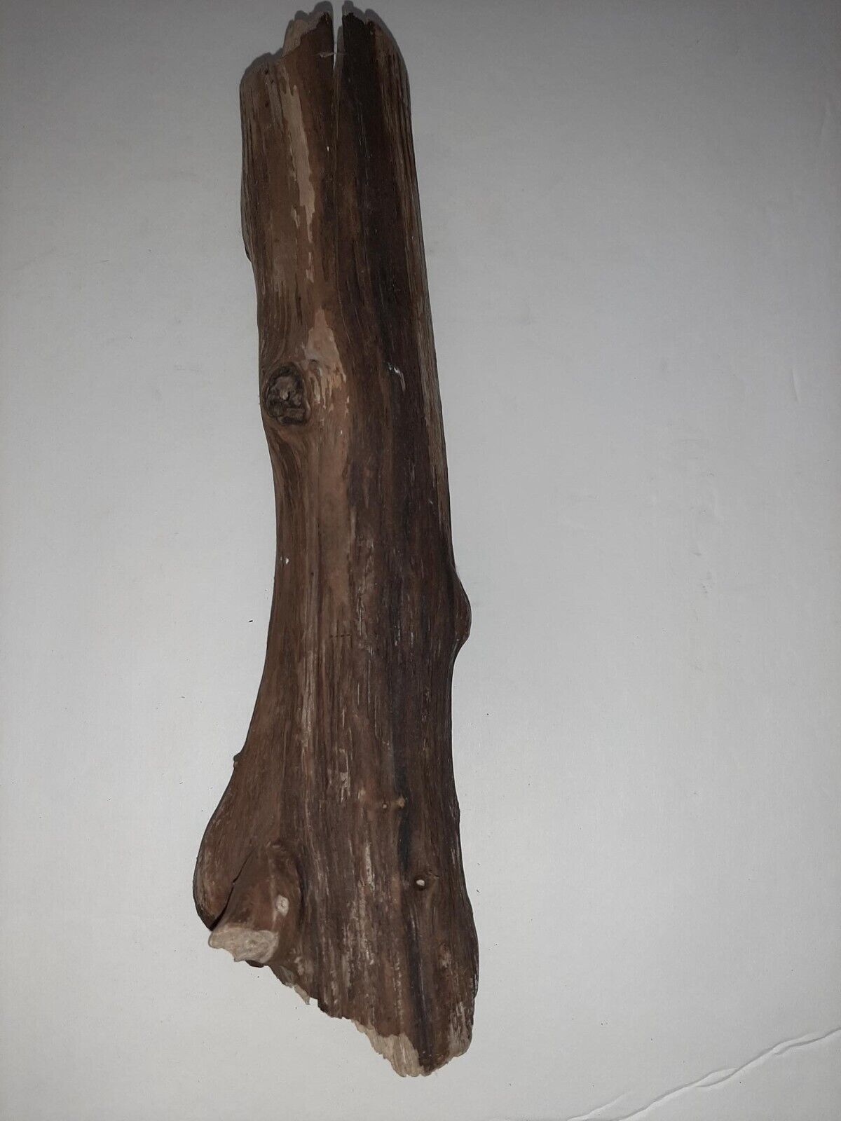 Driftwood from the Oregon Coast for Aquariums Terraniums Reptile Decor Decoratio