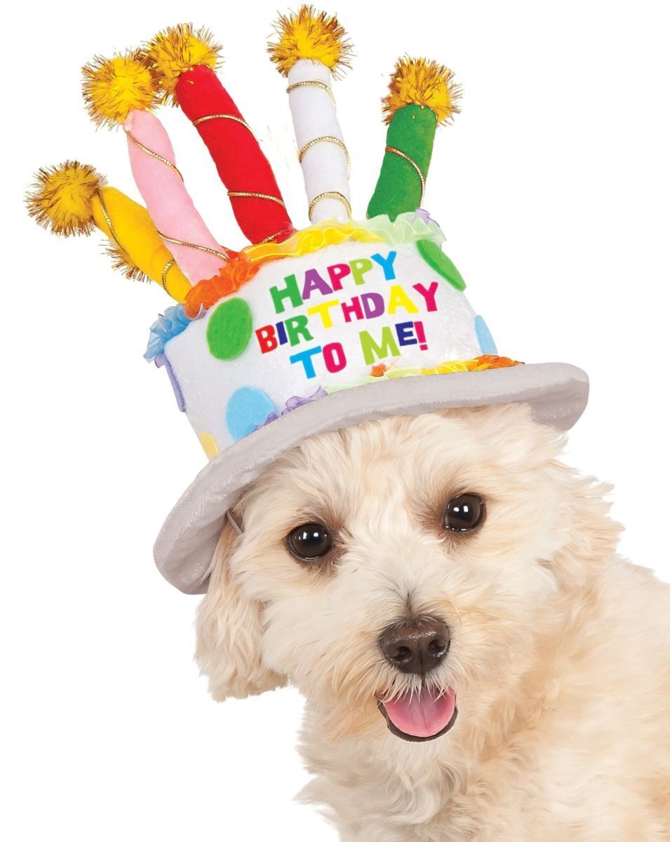 Rubies Birthday Hat Pet Costumes for Dogs or Cats Party