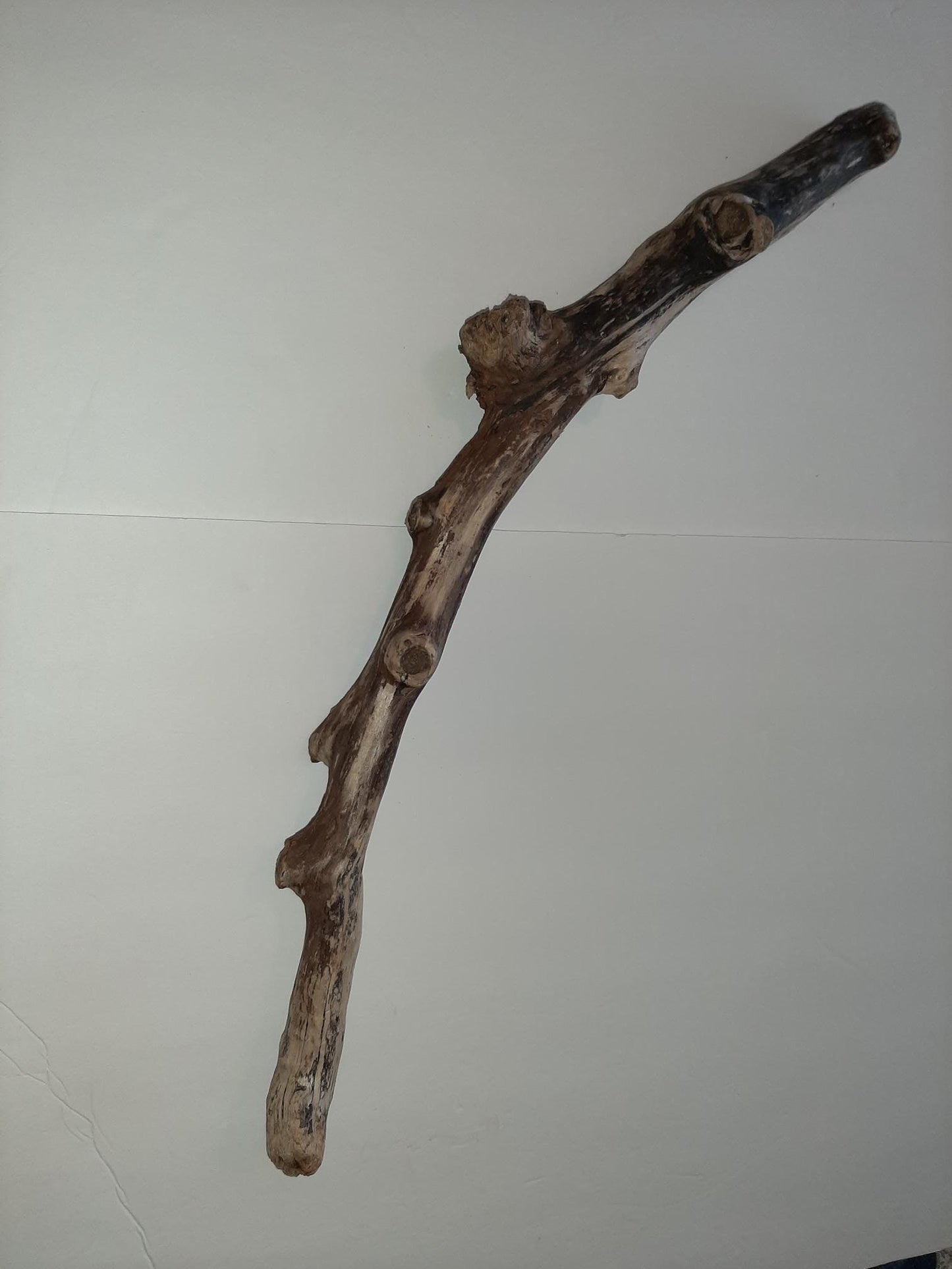 Oregon Coast Driftwood from Yachats Oregon Long Beautiful Piece 27.5 "