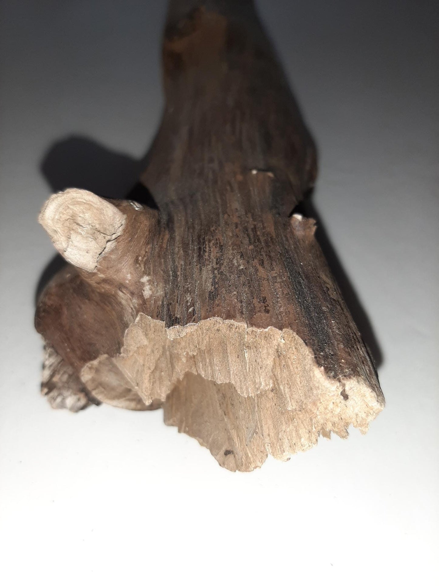 Driftwood from the Oregon Coast for Aquariums Terraniums Reptile Decor Decorations Pond