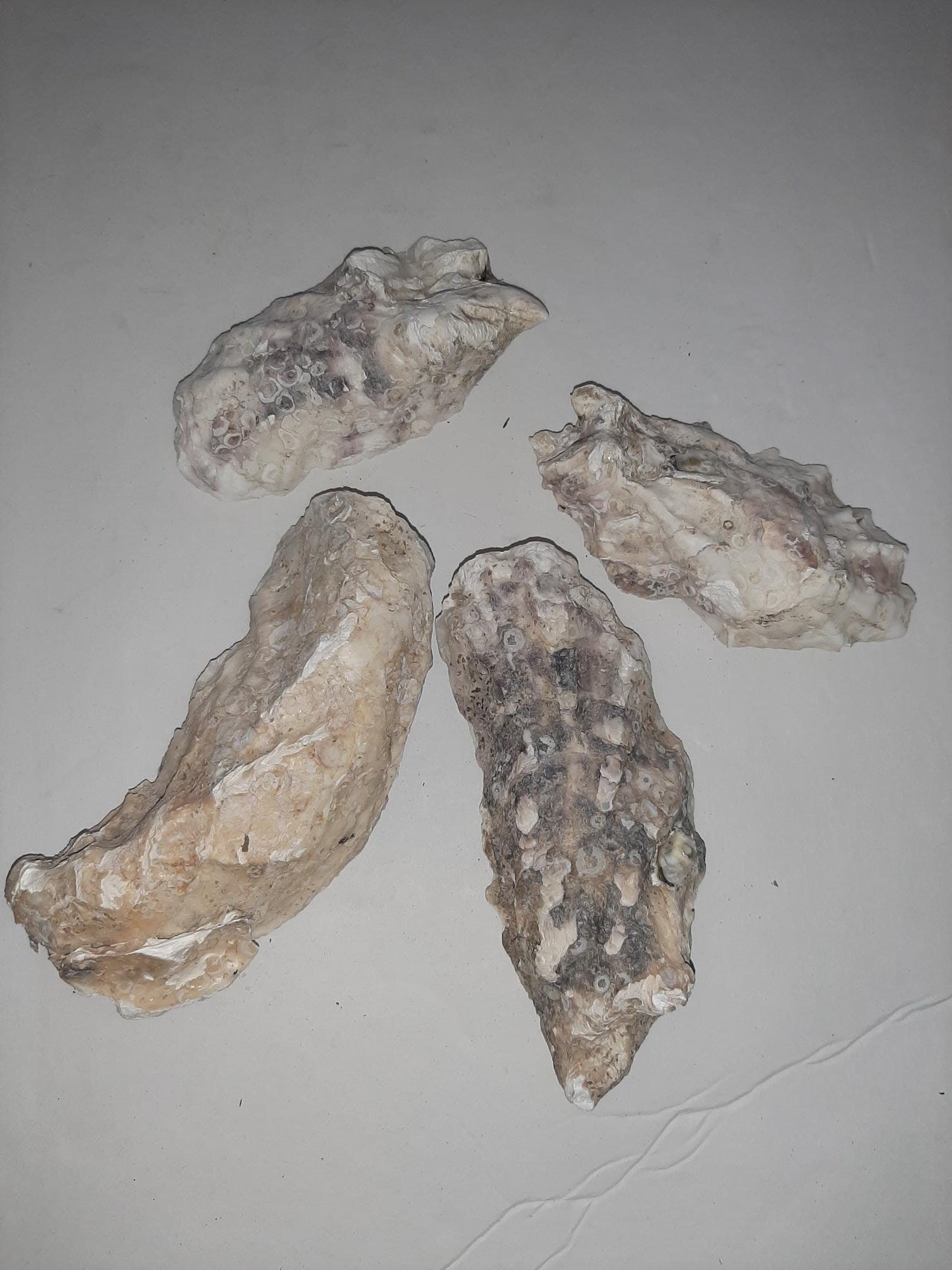 Oyster Shells from the Yaquina River for Your Aquarium Set of 5 Improves kH Adds Natural Calcium Various Sized Shells