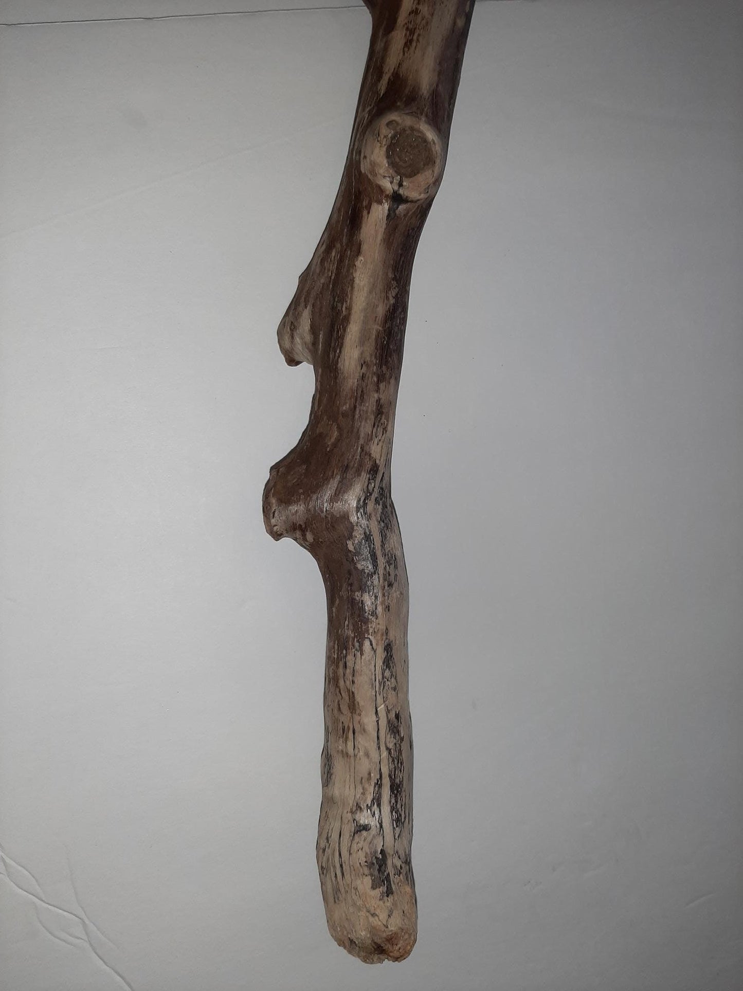 Oregon Coast Driftwood from Yachats Oregon Long Beautiful Piece 27.5 "