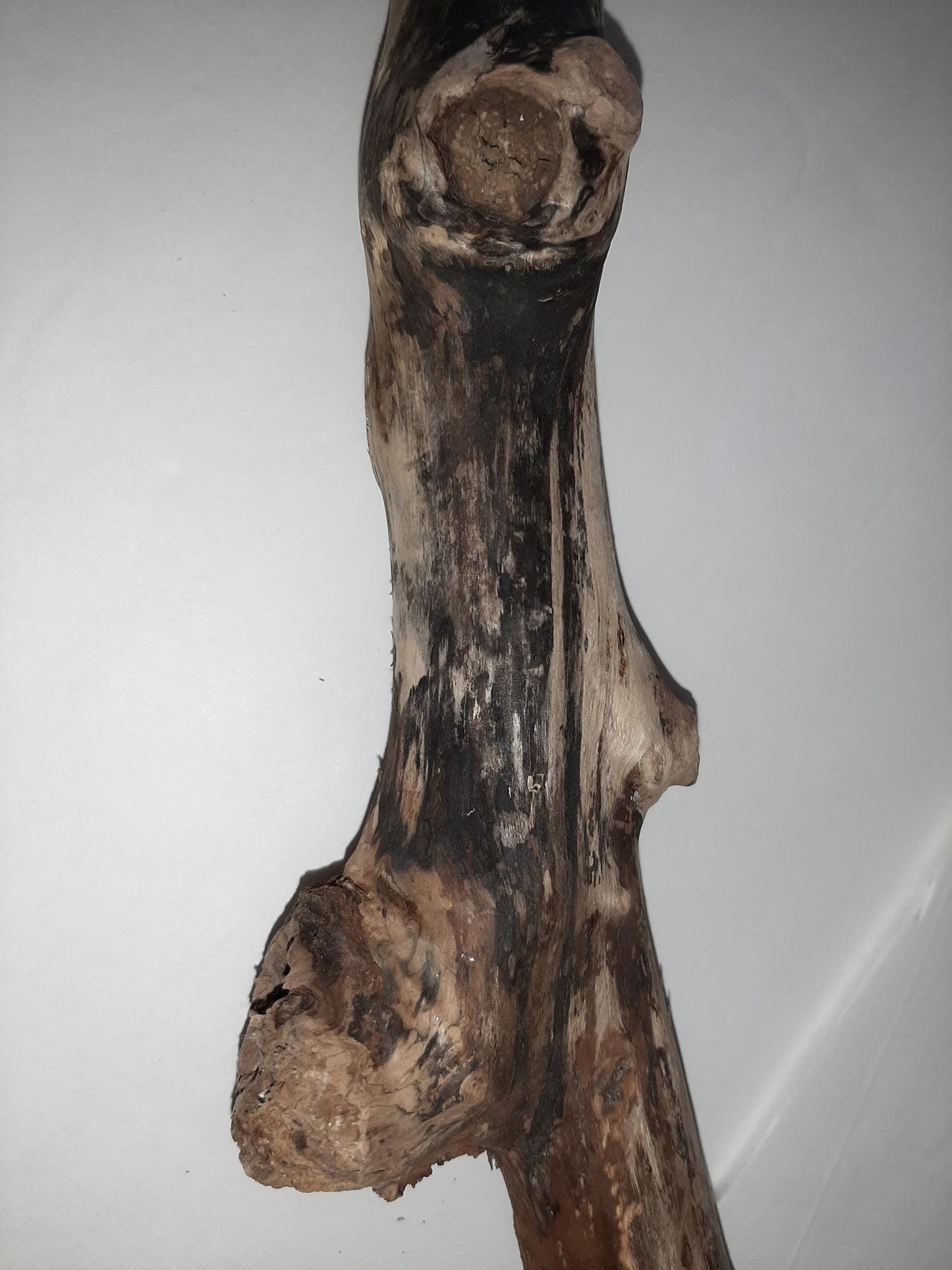 Oregon Coast Driftwood from Yachats Oregon Long Beautiful Piece 27.5 "