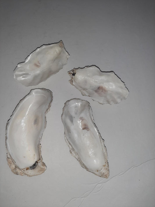 Oyster Shells from the Yaquina River for Your Aquarium Set of 5 Improves kH Adds Natural Calcium Various Sized Shells